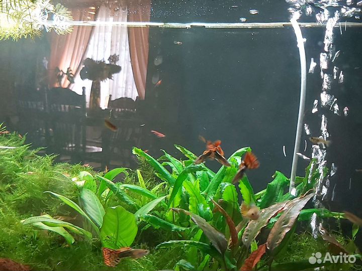 Аквариумные рыбки гуппи