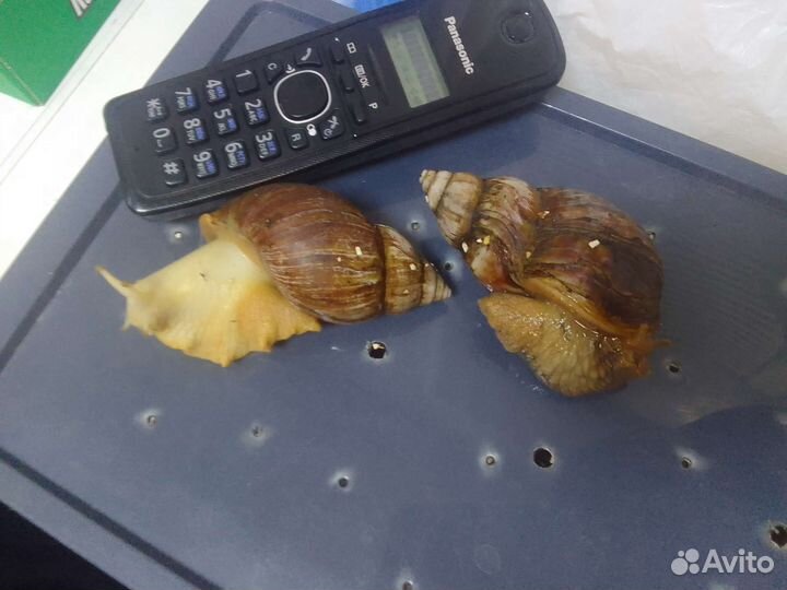 Улитки ахатины