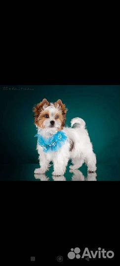 Вязка бивер