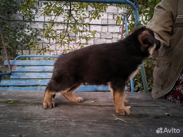 Продам щенков