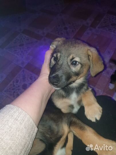 Продам щенка