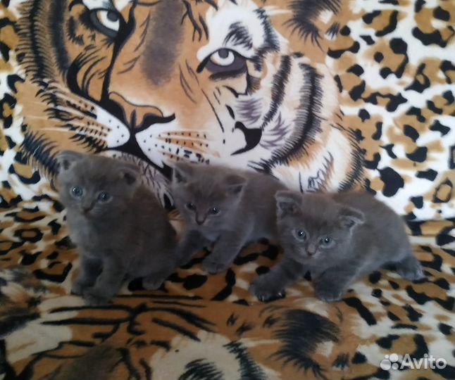 Шотландские котята