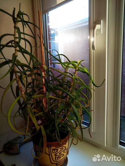 Комнатные цветы