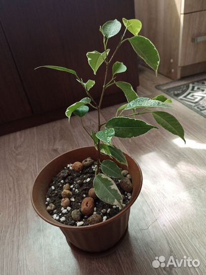 Фикус бенджамина