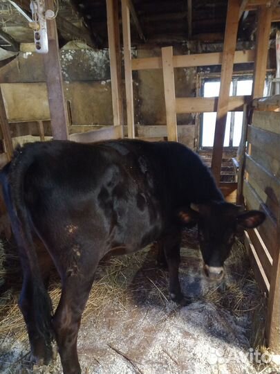 Корова дойная с теленком