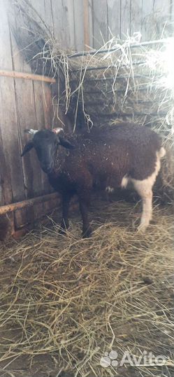 Баран дорпер