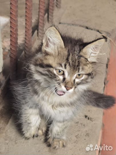 Отдам в добрые руки