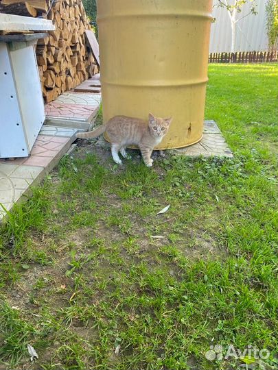 Котята отдам бесплатно