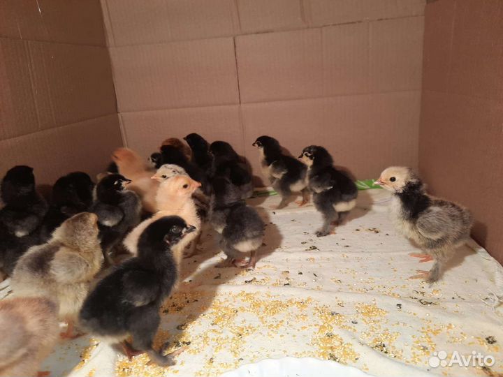 Цыплята брама и ункубацыоные яйца