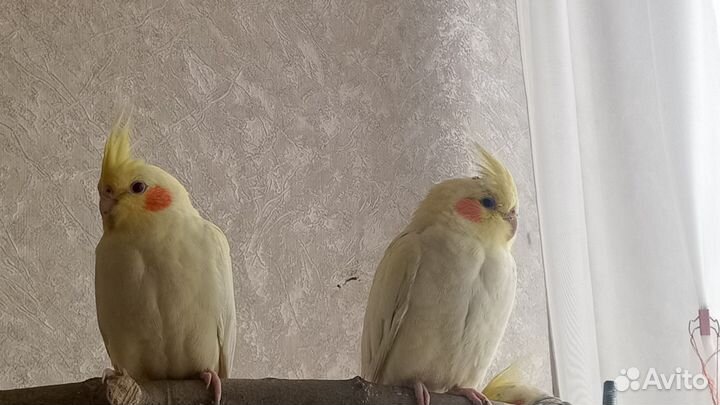 Попугай корелла