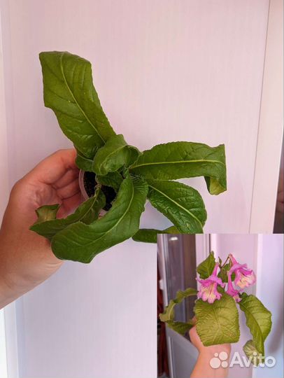 Цветущие комнатные растения, фуксии