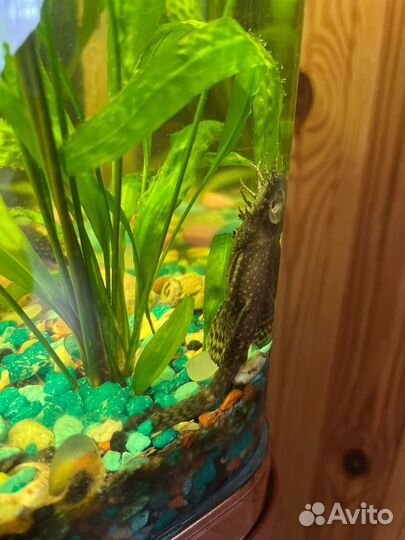 Аквариумные сомики