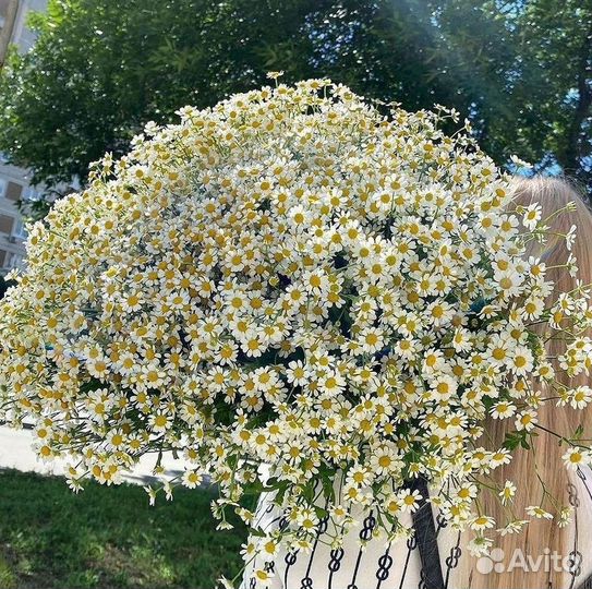 Ромашки Пионы Розы Доставка