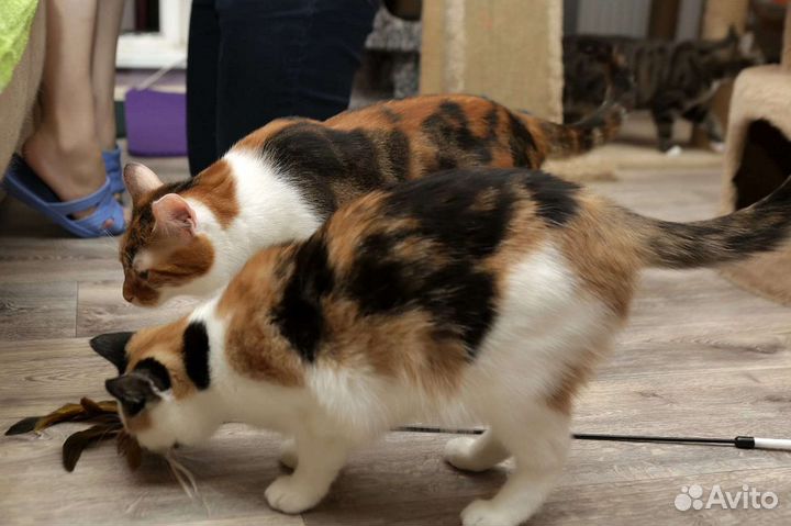 Кошечка ласкуша в доьрые ручки