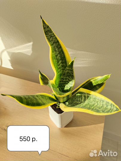 Сансевиерия Футура суперба