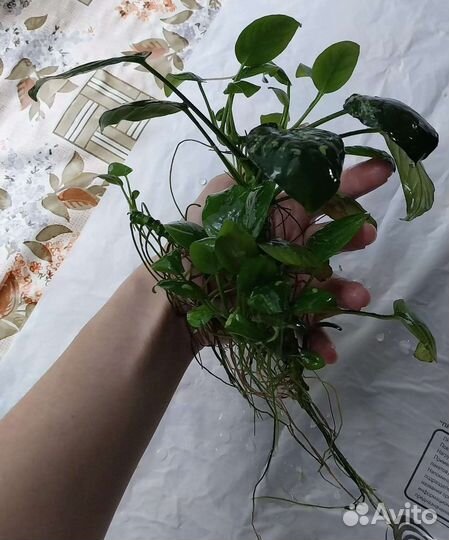 Растение аквариумное Анубиас