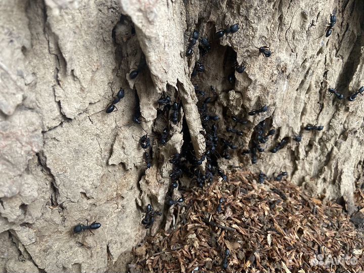 Camponotus compressus