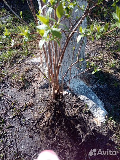 Саженцы жасмина 2х, 3х,5ти детка кустом