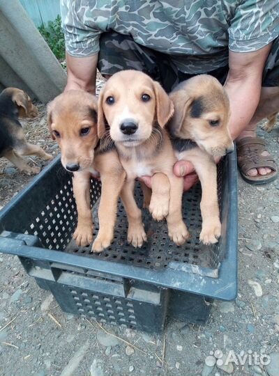 Щенки русской гончей
