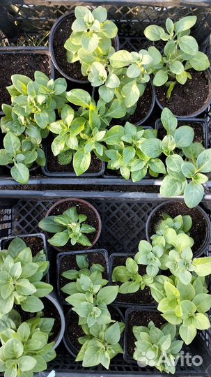 Цветы петунии рассада