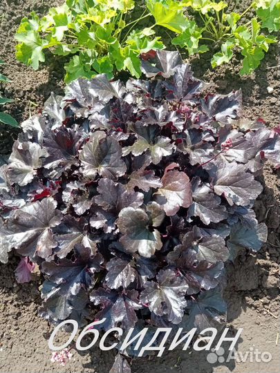 Гейхеры хосты