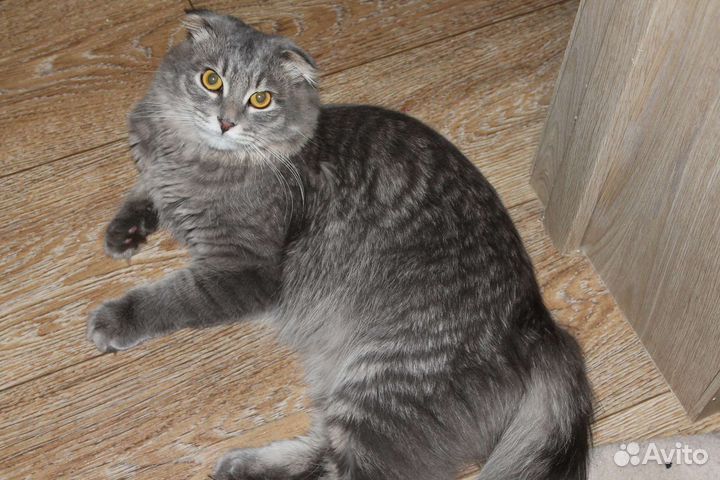 Кошка в дар бесплатно
