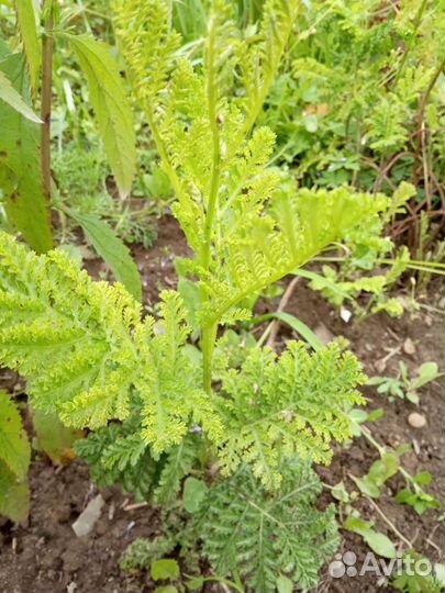 Пижма курчавая 