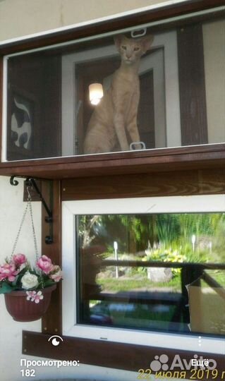 Зоогостиница. Частная. VIP. индивидуальный подход