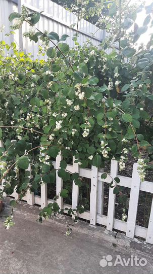 Снежноягодник