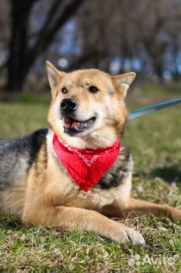 Феникс мечтает стать нужным