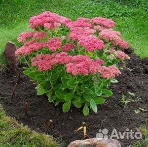 Цветы многолетние и кустарники