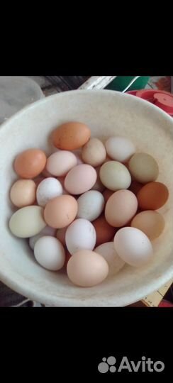 Продам птицу