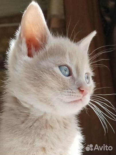 Котята от вислоухой шотландской кошки
