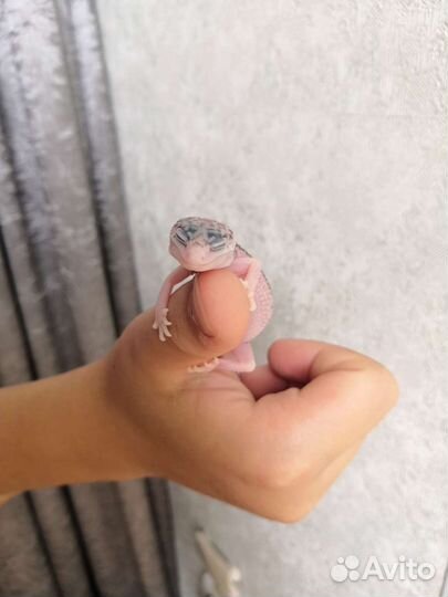 Геккон эублефар