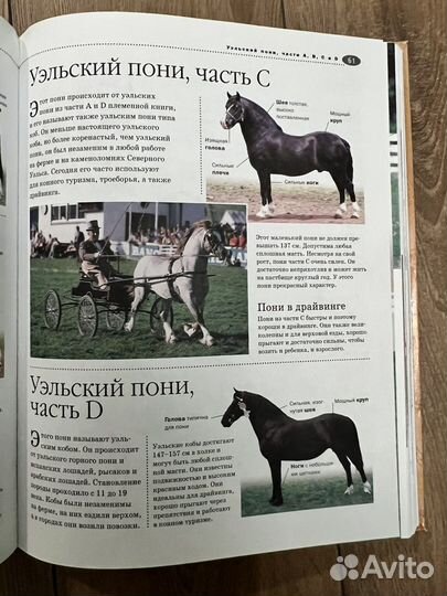 Энциклопедия лошади