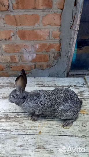 Калифорнийские кролики