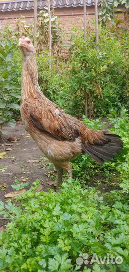 Бойцовых петух