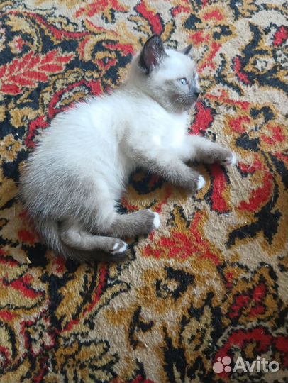 Кошка в добрые руки