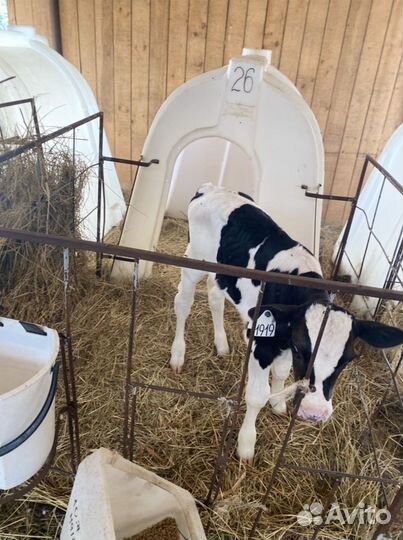 Бычки и телятки