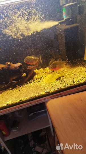 Аквариум с тумбой 300 литров