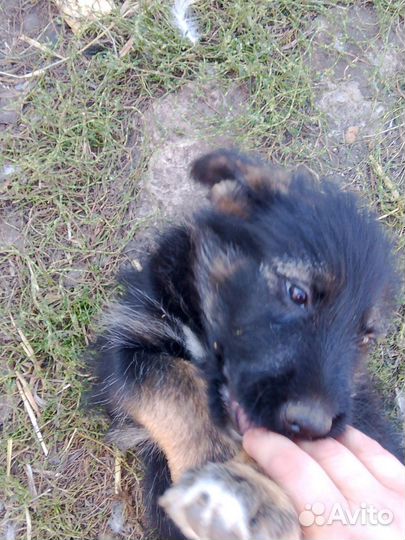 Собака в добрые руки отдам бесплатно