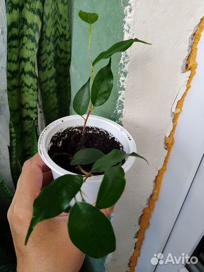 Фикус бенджамина экзотика