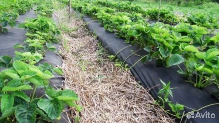 Пленка с отверстиями