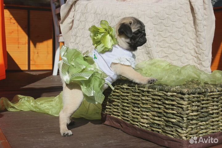 Щенки мопса