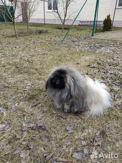 Пекинес. Вязка