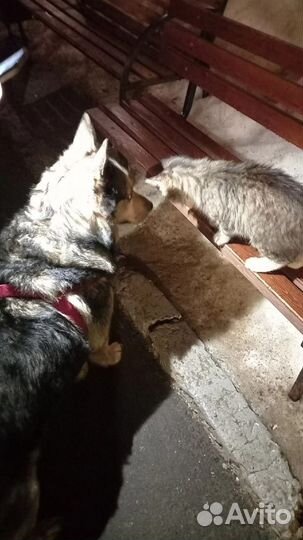 Котёнок подросток мальчик красивый