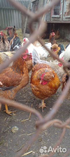 Продаются русская хохлатая