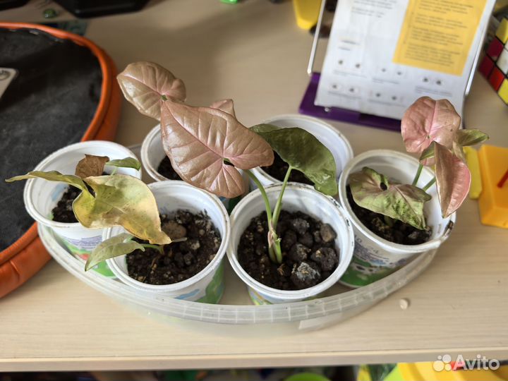 Сингониум ред харт