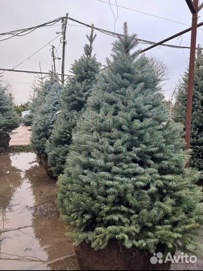 Ель обыкновенная/голубая/сосны/лиственные/плодовые