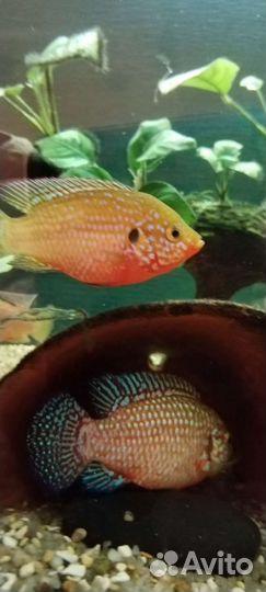 Хромис красавец